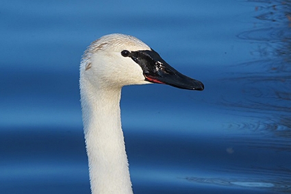 Trompetzwaan, Cygnus buccinator - foto: Rinus Hofs