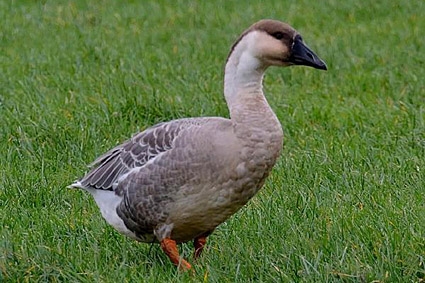 Swan Goose, Anser cygnoides - foto: Bert Geelmuijden