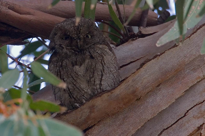 Dwergooruil, Otus scops - foto: Harvey van Diek