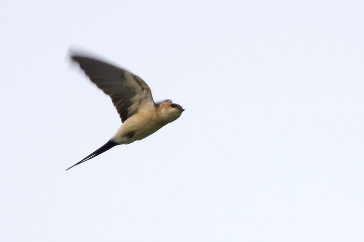 Red-rumped Swallow, Cecropis daurica - foto: Harvey van Diek