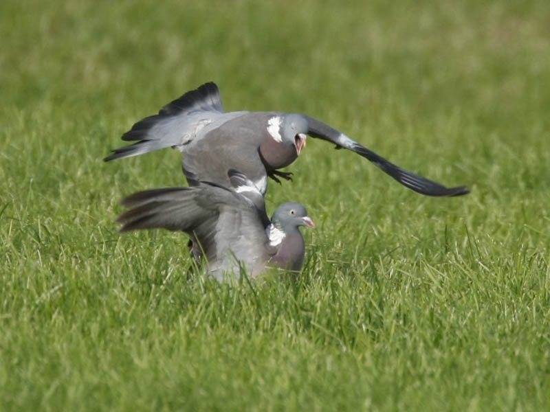 Common Wood Pigeon, Columba palumbus - foto: Harvey van Diek