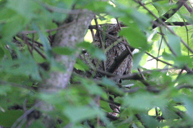 Eurasian Scops Owl, Otus scops - foto: Jaap Denee - waarneming.nl