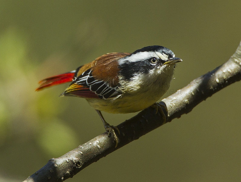 Red-tailed Minla, Minla ignotincta - foto: Francesco Veronesi