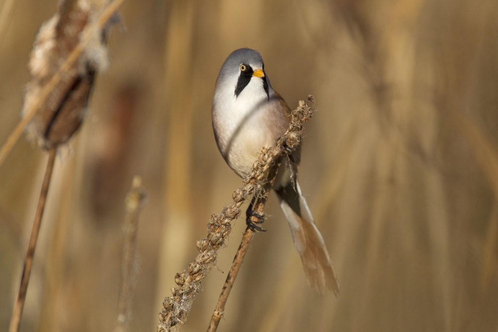 Baardman, Panurus biarmicus - foto: Harvey van Diek