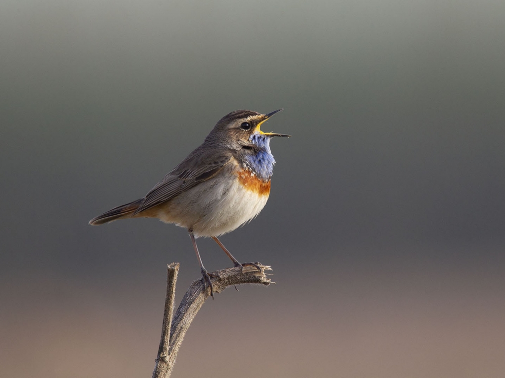 Bluethroat, Luscinia svecica - foto: Harvey van Diek