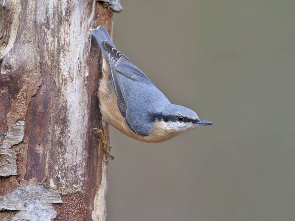 Eurasian Nuthatch, Sitta europaea - foto: Harvey van Diek