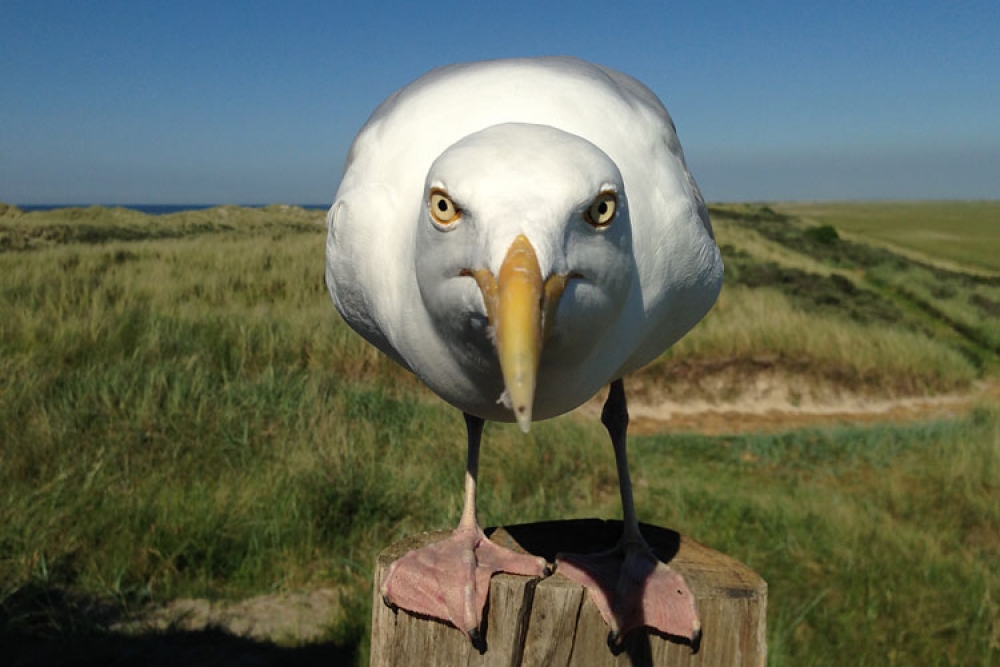 European Herring Gull, Larus argentatus - foto: Harvey van Diek