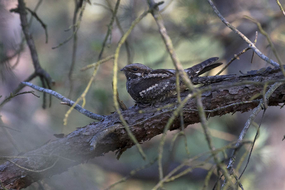 European Nightjar, Caprimulgus europaeus - foto: Harvey van Diek