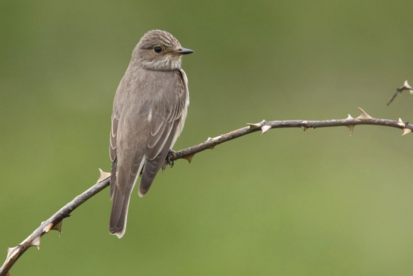 Grauwe Vliegenvanger, Muscicapa striata - foto: Harvey van Diek