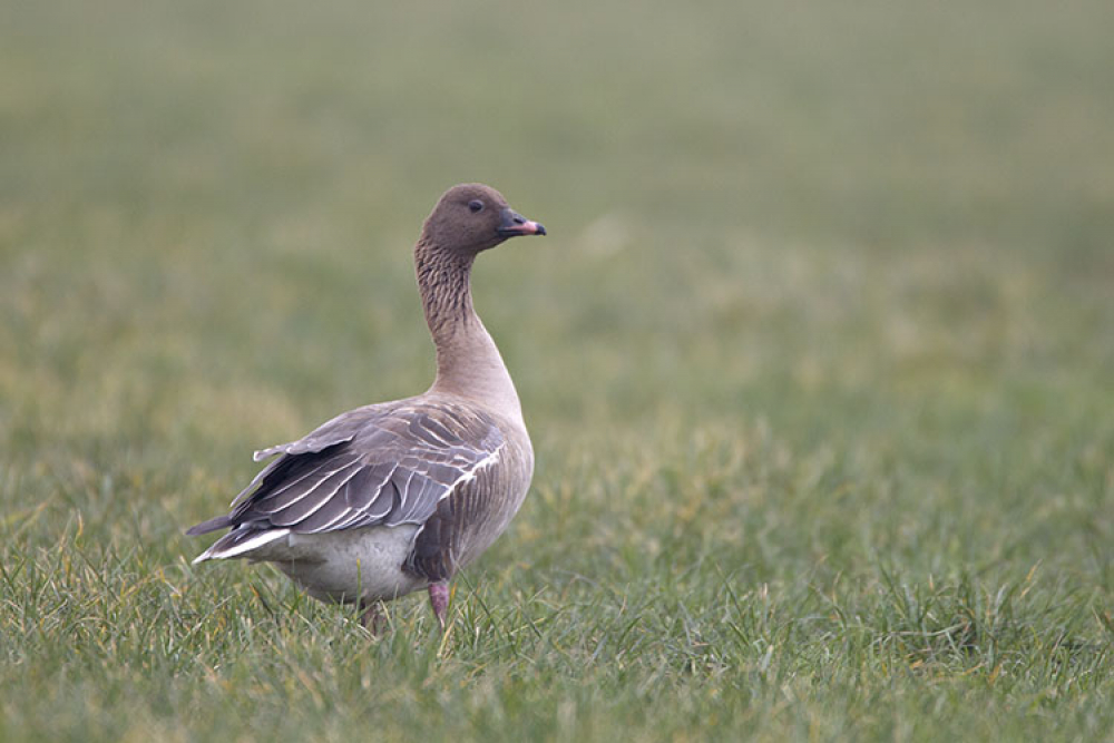 Pink-footed Goose, Anser brachyrhynchus - foto: Harvey van Diek