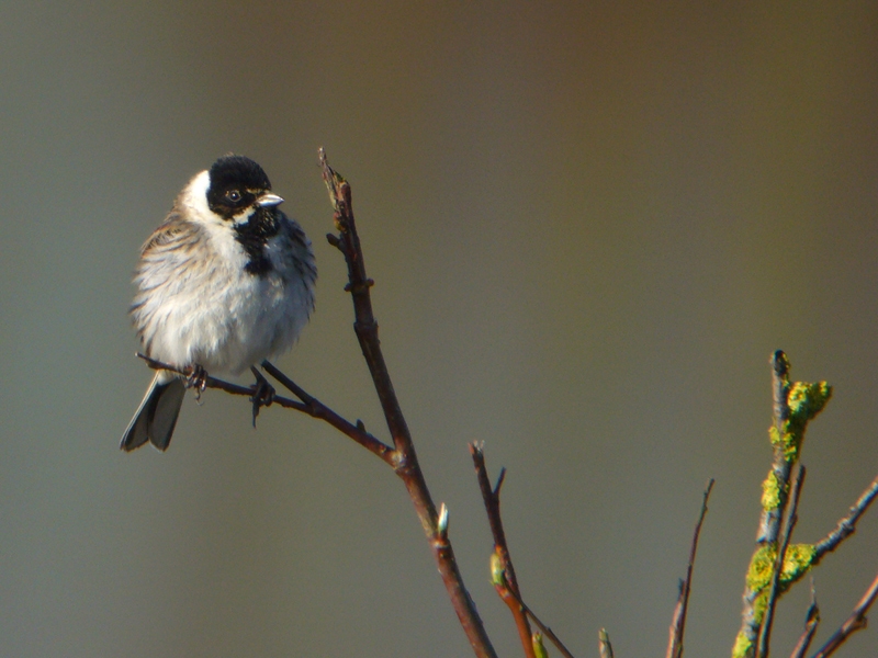 Common Reed Bunting, Emberiza schoeniclus - foto: Fred Hustings