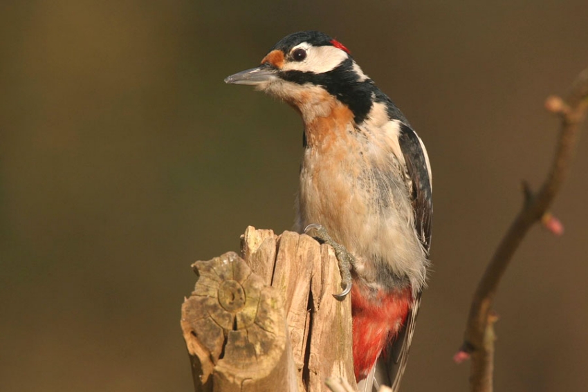 Great Spotted Woodpecker, Dendrocopos major - foto: Harvey van Diek