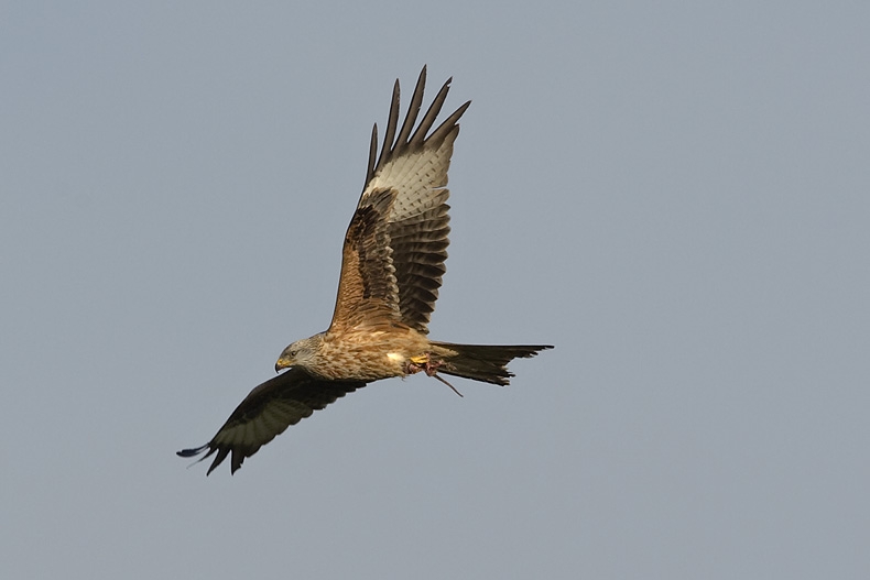 Red Kite, Milvus milvus - foto: Harvey van Diek