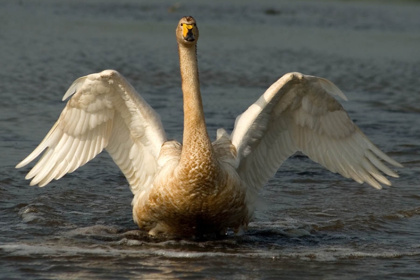 Whooper Swan, Cygnus cygnus - foto: Harvey van Diek