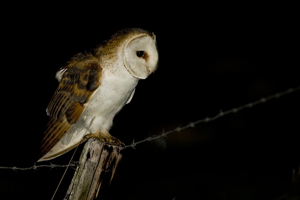 Western Barn Owl, Tyto alba - foto: Harvey van Diek