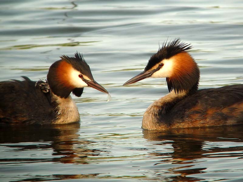 Great Crested Grebe, Podiceps cristatus - foto: Fred Hustings