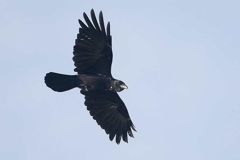 Carrion Crow, Corvus corone - foto: Harvey van Diek