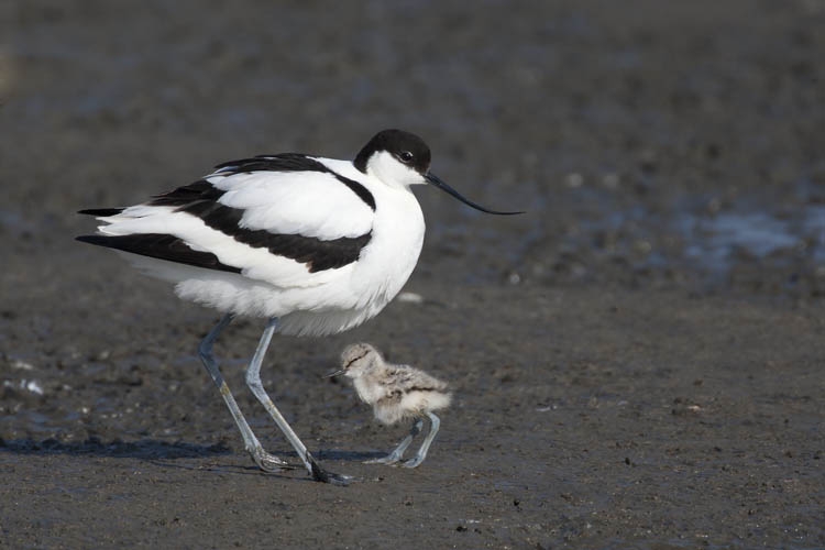 Pied Avocet, Recurvirostra avosetta - foto: Harvey van Diek