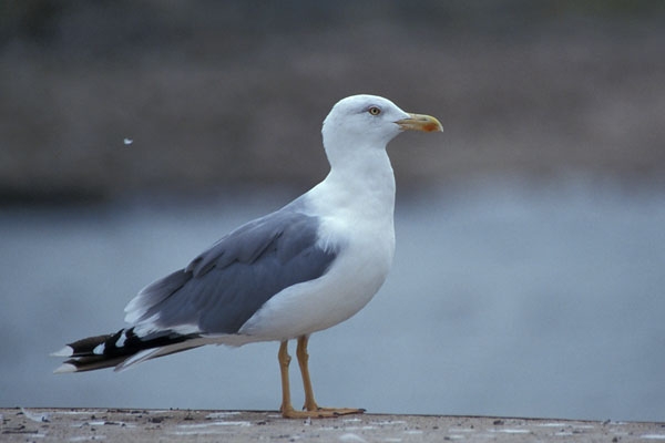 Geelpootmeeuw, Larus michahellis - foto: Harvey van Diek