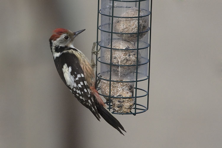 Middle Spotted Woodpecker, Dendrocoptes medius - foto: Harvey van Diek