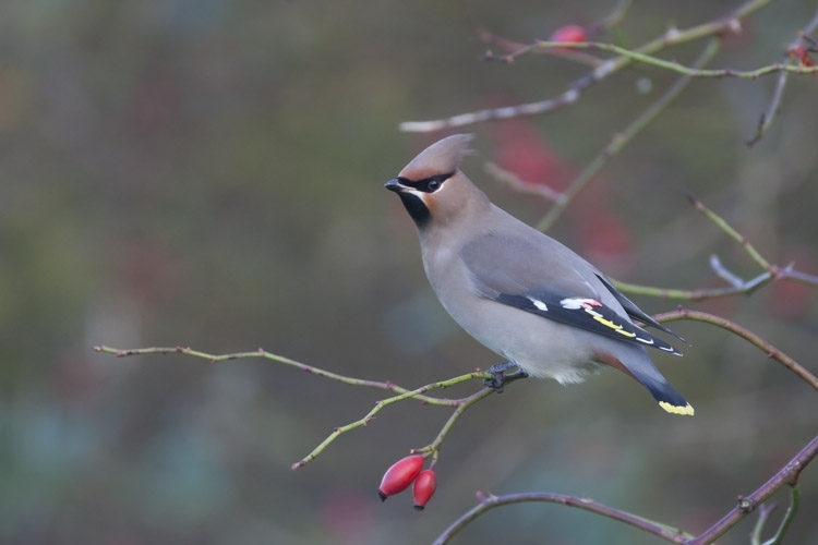 Pestvogel, Bombycilla garrulus - foto: Harvey van Diek