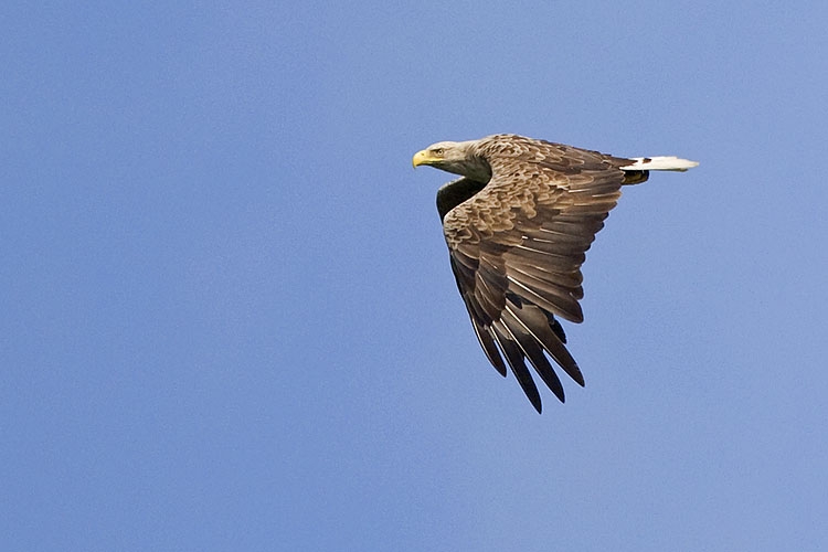 White-tailed Eagle, Haliaeetus albicilla - foto: Harvey van Diek