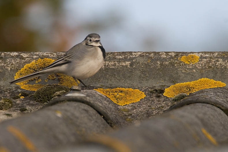 White Wagtail, Motacilla alba alba - foto: Harvey van Diek