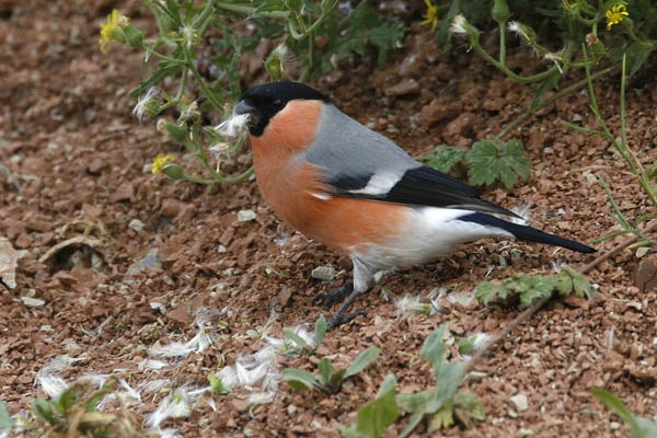 Noordse Goudvink, Pyrrhula pyrrhula pyrrhula - foto: Harvey van Diek