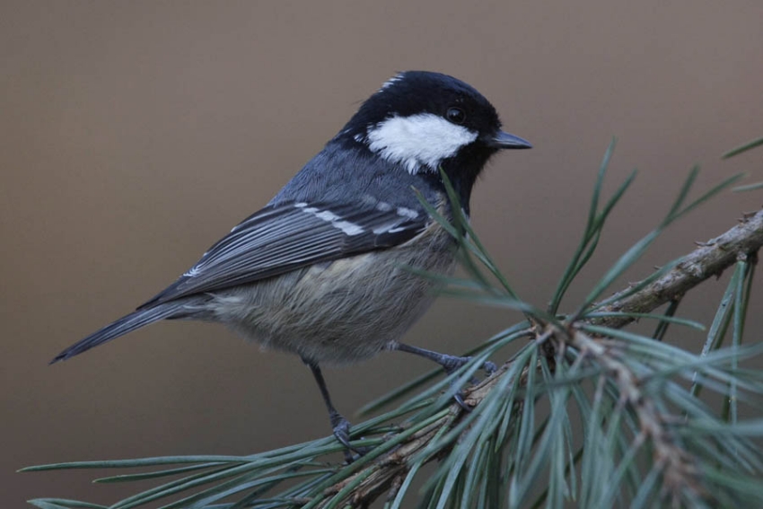 Zwarte Mees, Periparus ater - foto: Harvey van Diek