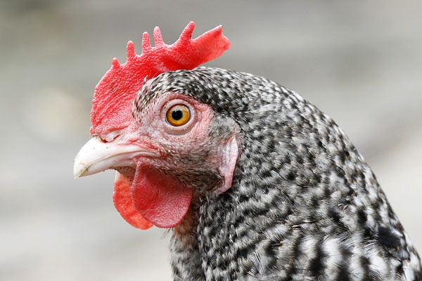 Red Junglefowl, Gallus gallus - foto: Harvey van Diek