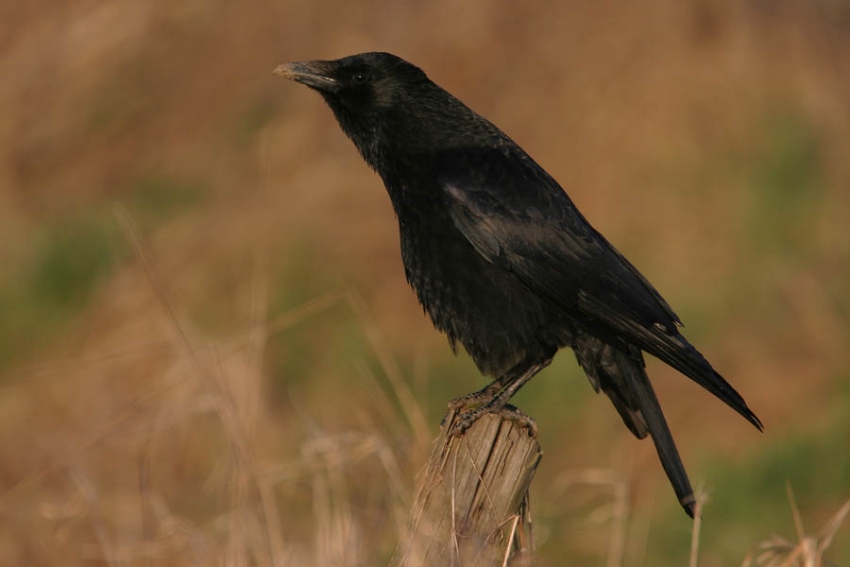 Zwarte Kraai, Corvus corone - foto: Harvey van Diek