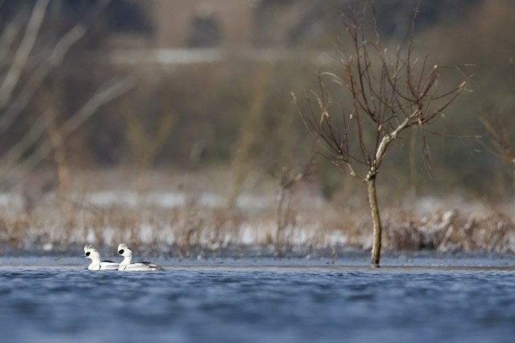 Smew, Mergellus albellus - foto: Harvey van Diek