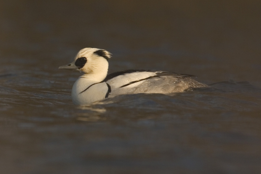 Nonnetje, Mergellus albellus - foto: Harvey van Diek