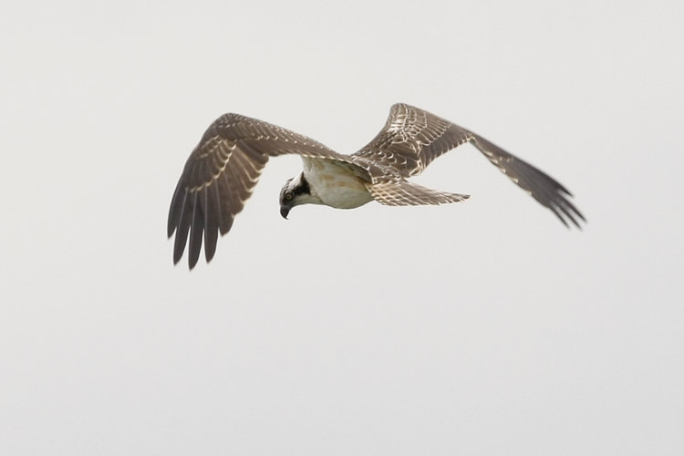Western Osprey, Pandion haliaetus - foto: Harvey van Diek