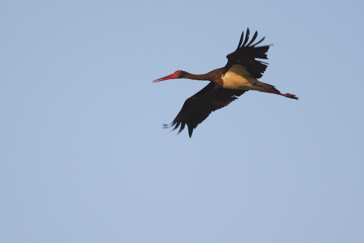 Black Stork, Ciconia nigra - foto: Harvey van Diek