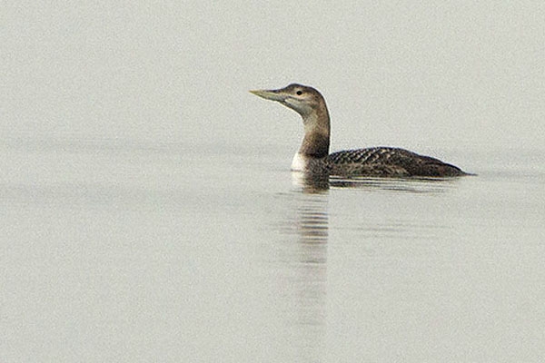 Yellow-billed Loon, Gavia adamsii - foto: Phil Koken