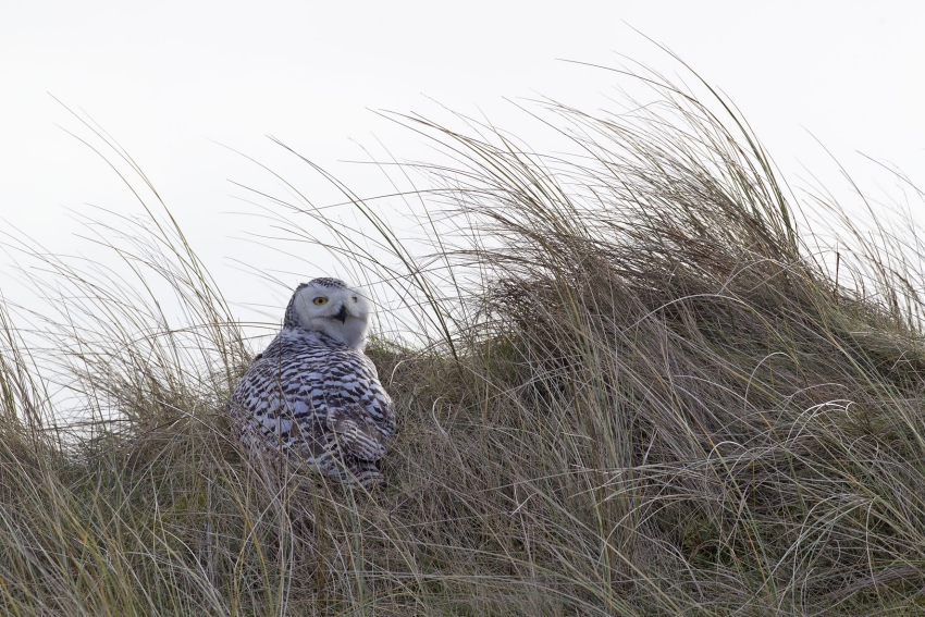 Snowy Owl, Bubo scandiacus - foto: Harvey van Diek