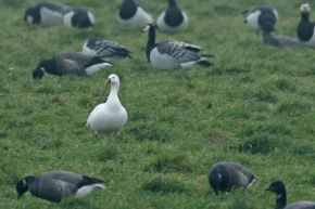 Harvey van Diek Ross' gans tussen Brandganzen en Rotganzen, Zeeland, 24 dec. 2009.