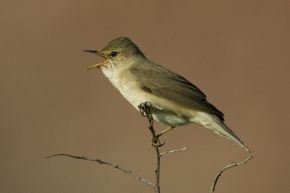 Harvey van Diek Zingende vogel begint vaak in vegetatie maar kruipt al zingend omhoog langs stengel. Helgoland, mei 2009.
