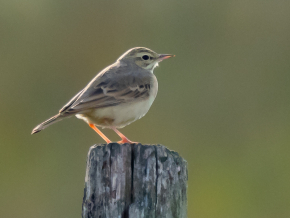 Ria Lambregts | Waarneming.nl Als broedvogel inmiddels uitgestorven in ons land, op trek (gelukkig) nog wel te zien. Chaam, NB, 6 sept. 2020.
