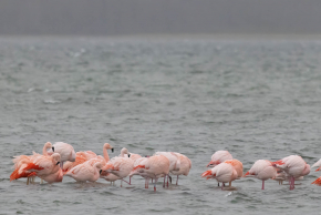 Harvey van Diek Overwinterende groep Chileense Flamingo's samen met enkele Europese Flamingo's en hybriden. | Battenoord, ZH, 3 feb. 2024.