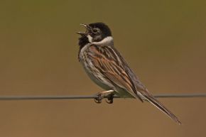 Harvey van Diek Zingende vogel doorgaans goed te zien. Lauwersmeer, mei 2007.