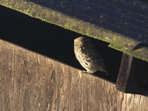 Harvey van Diek Steenuil duttend in de ochtendzon. Ooijpolder, Gelderland, 6 januari 2008.