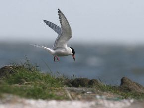 Harvey van Diek Visdief landt bij nest. Ameland, 12 mei 2007. 