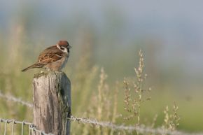 Arjan Boele Vroeger karaktervogel van kleinschalig boerenland, tegenwoordig een stuk zeldzamer. De Horde, 28 mei 2012.