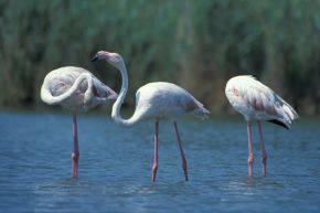 Harvey van Diek Europese Flamingo, let op de geheel roze poten en het kleine zwarte puntje aan de snavel.