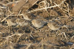 Harvey van Diek Schaarse wintergast, vooral langs de kust. Meestal in een groep(je) foeragerend. Let op de gele snavel en de roze stuit.