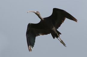 Gerrit Kiekebos Zwarte Ibis, Zuidlaardermeer, 22 aug. 2012.