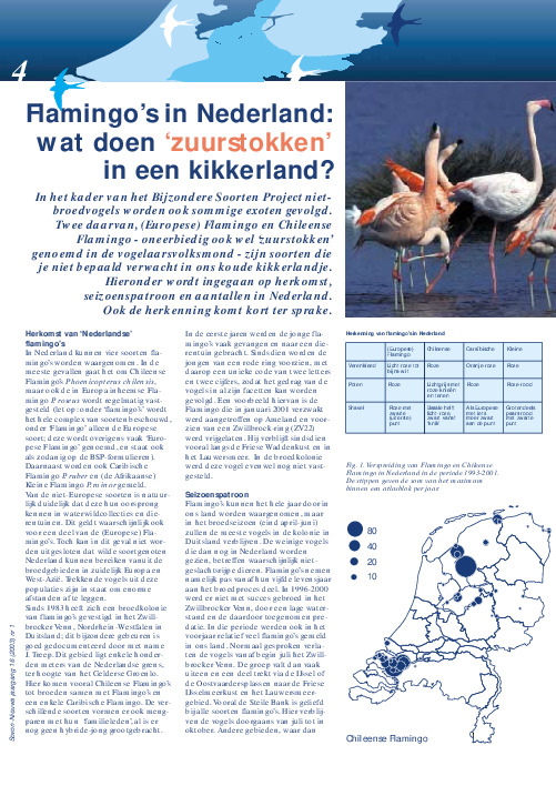 Omslag Flamingo's in Nederland: wat doen 'zuurstokken' in een kikkerland?