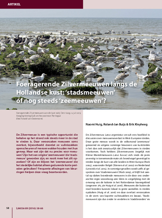 Omslag Foeragerende Zilvermeeuwen langs de Hollandse kust: stadsmeeuwen of nog steeds zeemeeuwen?